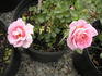 Dr. Harry Upshall rose photo