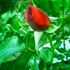 Jean C. N. Forestier rose photo