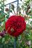 Belkanto rose photo