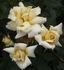 Highfield ® rose photo