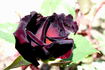 Scarman's Velvet China rose photo