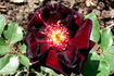 Scarman's Velvet China rose photo