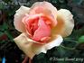 Mrs. G.A. Wheatcroft rose photo