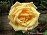 Buttercup rose photo