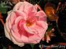 Graf Fritz von Hochberg rose photo