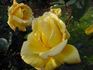 Anni Däneke rose photo