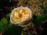 Souvenir de Charles Laemmel rose photo