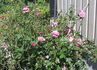 Boogie-Woogie ™ rose photo