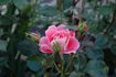 Céline Delbard ® rose photo