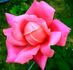 Jean C. N. Forestier rose photo