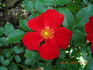 Red Haze ® rose photo