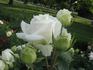 Delightful rose photo