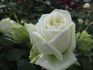 Delightful rose photo