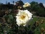 Delightful rose photo