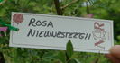 Nieuwesteegii rose photo