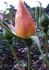 Gooiland Beauty rose photo