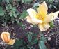 Gooiland Beauty rose photo