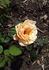 Ceres rose photo