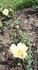 Ceres rose photo