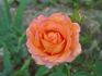 Fancy Amazone rose photo