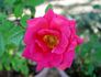 Magic Beauty rose photo
