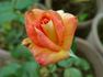 Pocahontas rose photo