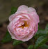 Margo's Sister rose photo