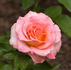 Rejoice rose photo