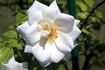 Ilse Krohn rose photo