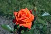 Lambada ® rose photo
