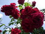 Baikal rose photo