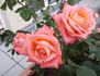Dr. Waldheim rose photo