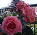 Dr. Waldheim rose photo