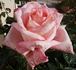 Dr. Waldheim rose photo