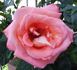 Dr. Waldheim rose photo