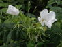 Wild Spice rose photo