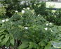 Wild Spice rose photo