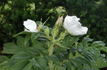 Wild Spice rose photo