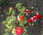 Persian Delight rose photo