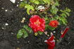 Persian Delight rose photo