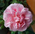 Caecilia Scharsach rose photo