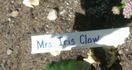 Mrs. Iris Clow rose photo