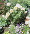 Mrs. Iris Clow rose photo