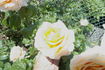 Mrs. Iris Clow rose photo