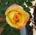 Shirley Raye rose photo