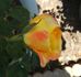 Shirley Raye rose photo