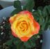 Shirley Raye rose photo