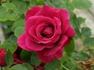 Lady Iliffe rose photo