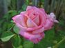 Editor Tommy Cairns rose photo