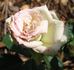 Lady Eowyn rose photo